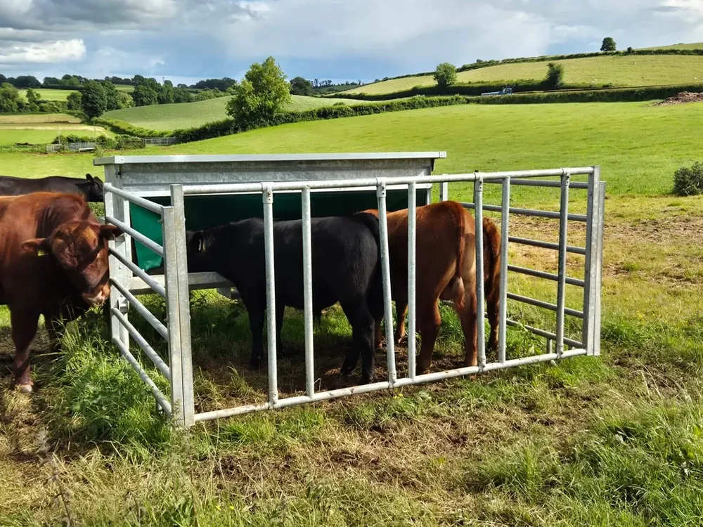 Calves feeding inside the creep gate while a cow stands outside it, in a hillside field