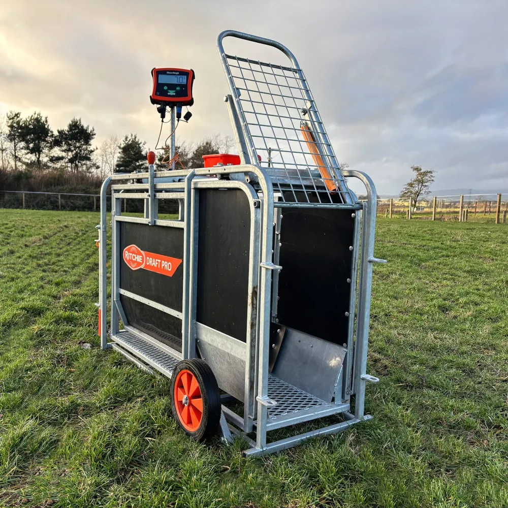 A Ritchie Draft Pro sheep weigher and drafter with a guillotine entrance gate