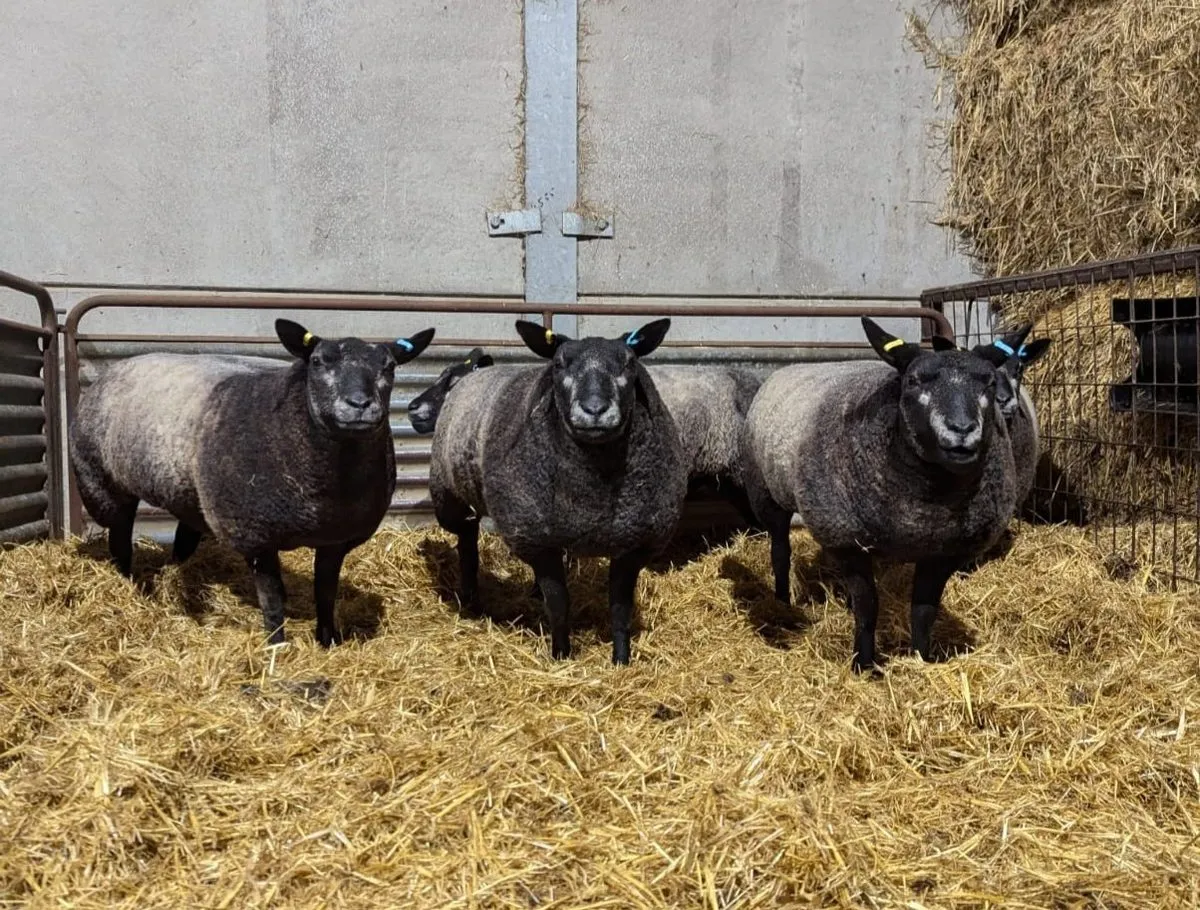 Dutch Blue Texel sheep on fresh straw in the barn