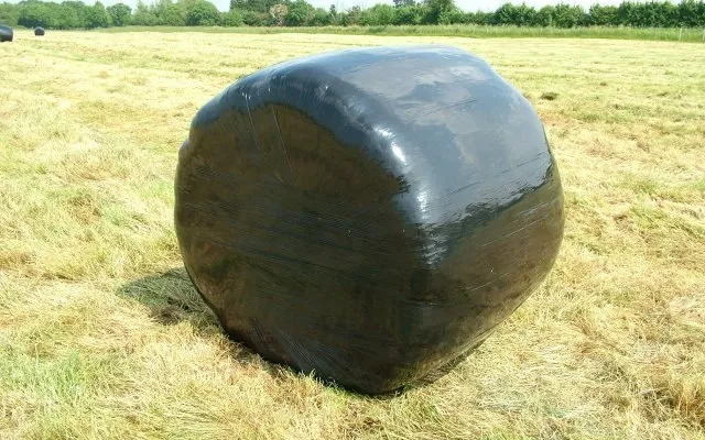 A black-wrapped round silage bale in a mown field