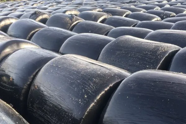 Rows of black-wrapped round silage bales in a field